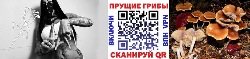 Купить  Норильск  Псилоцибиновые грибы MAGIC MUSHROOMS 
